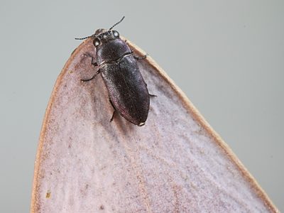 Pseudanilara purpureicollis, PL2991C, female, on dead Acacia notabilis, SL